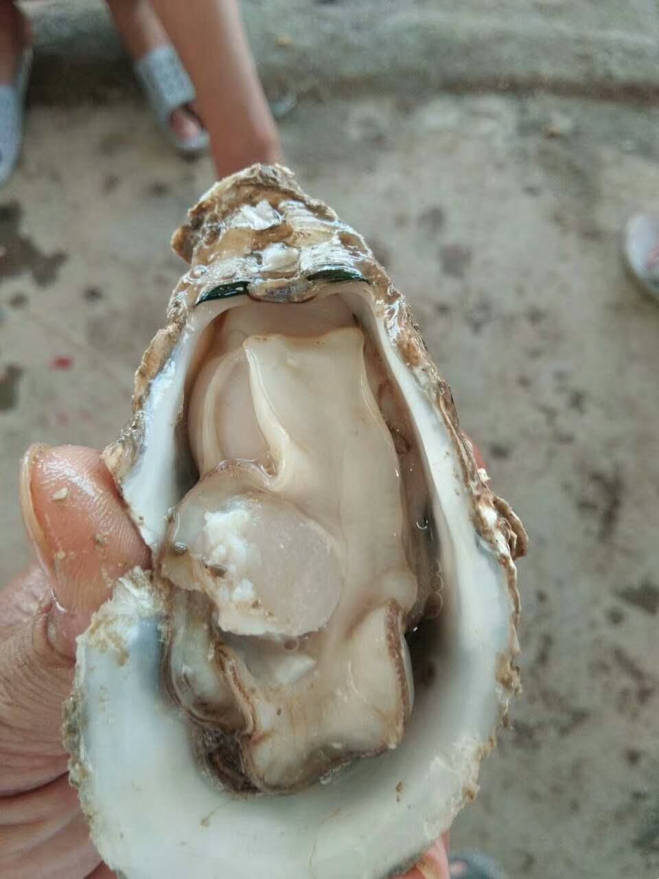 阳江生蚝批发 生蚝批发信息表 北海生蚝多少钱一斤