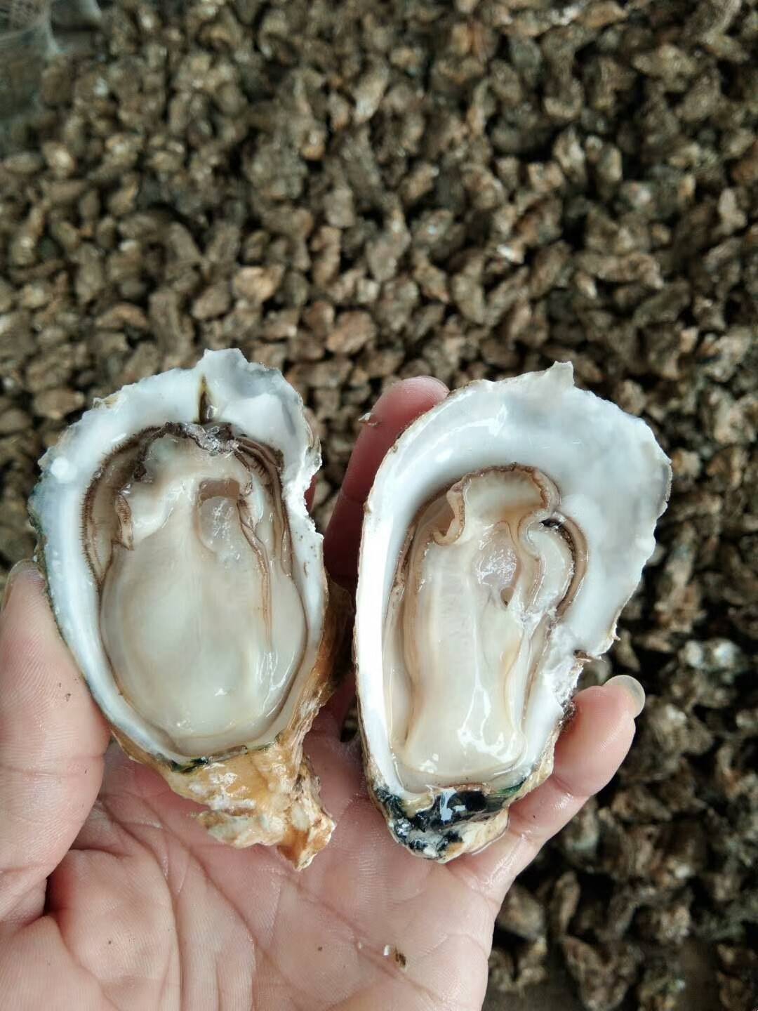 桂林森栋海产经营部搜了网免费会员企业类型:个体经营主营业务:生蚝