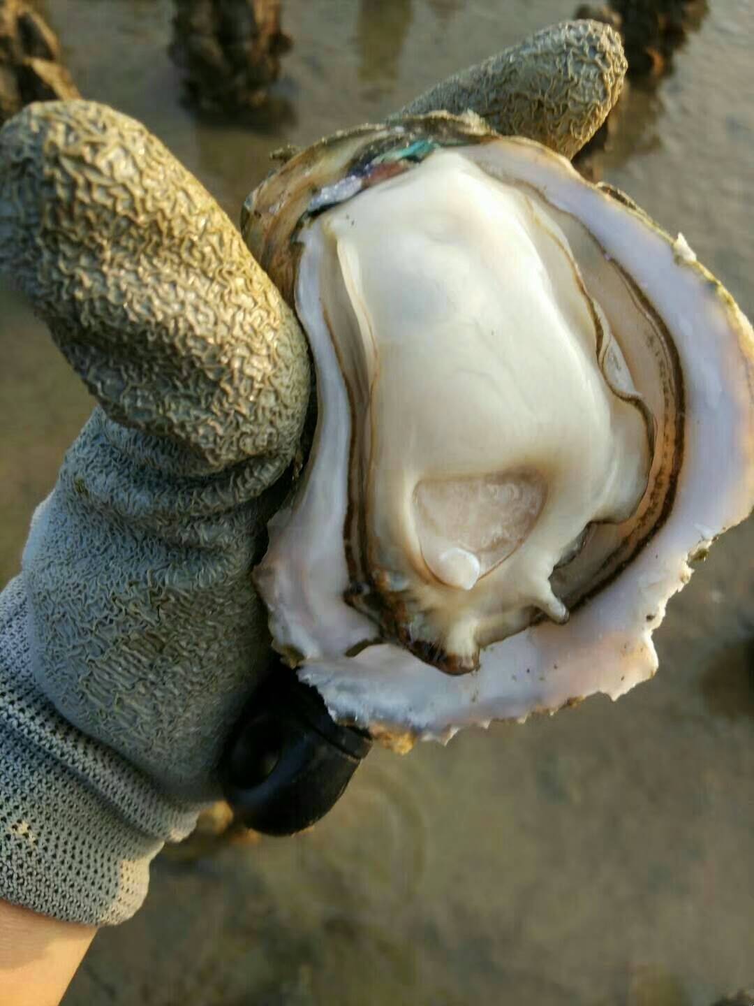 越南生蚝批发烧烤生蚝多少钱一只广西贺州八步生蚝批发采购