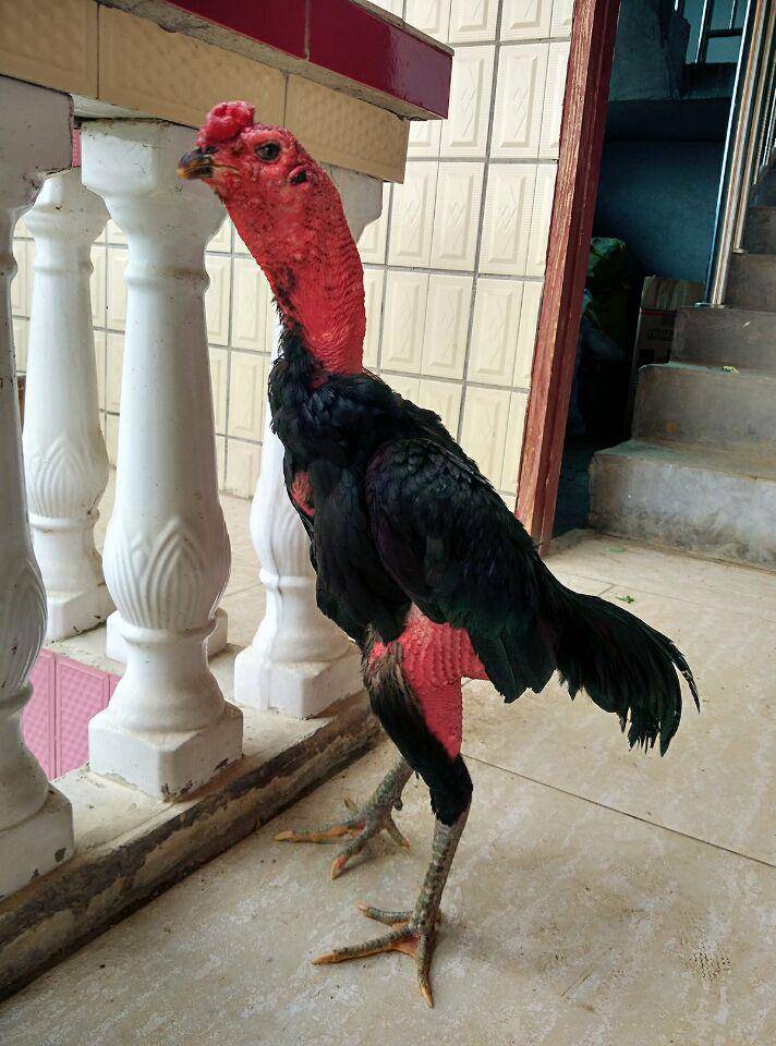 云南斗鸡多少钱一只