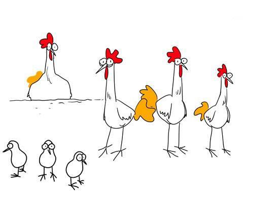 蛋鸡关键的八个阶段