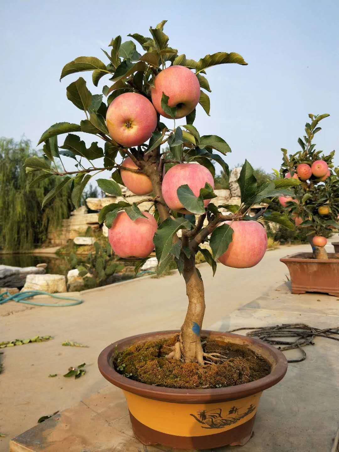 苹果盆栽水果盆栽种植方法