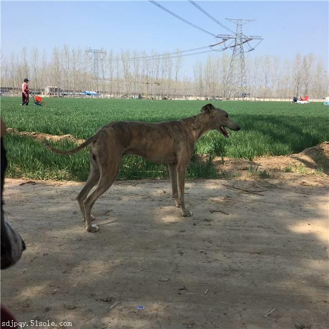 純種惠比特犬價格多少錢一隻