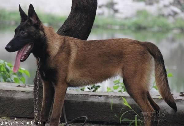 馬犬多少錢一隻貴陽哪裡有賣馬犬幼犬