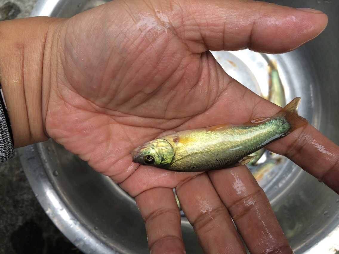 2018年丁桂鱼苗的批发价格是多少丁桂鱼的做法大全