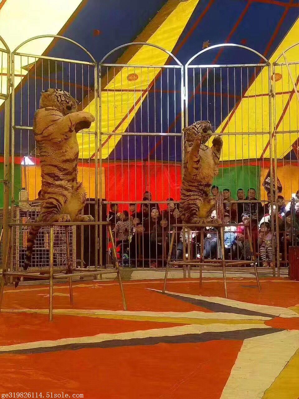 马戏团杂技演出团队萌宠动物表演马戏团整套出租