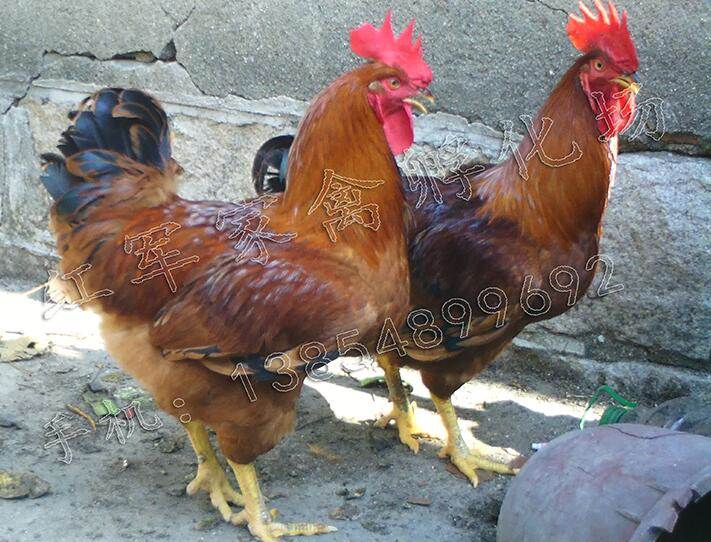 泰安380红公鸡价格
