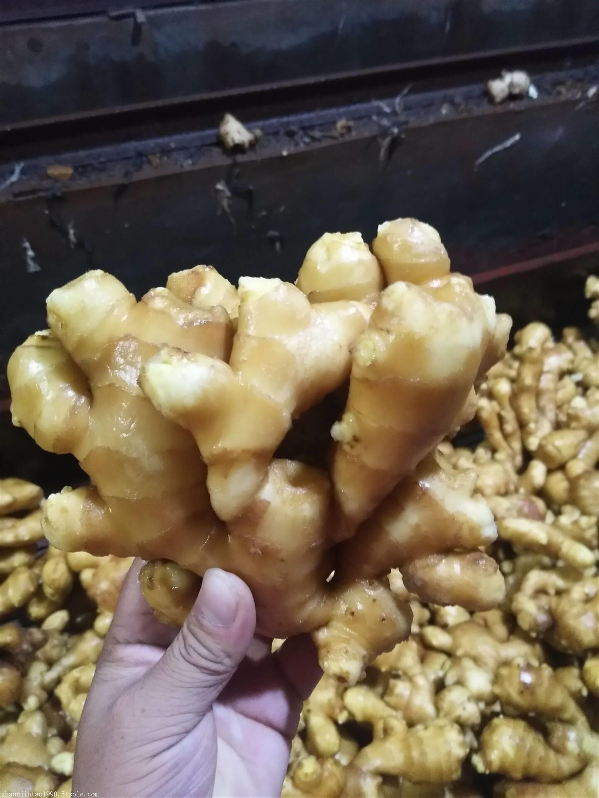 山东面姜大黄姜批发