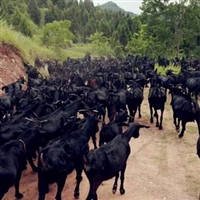 湘美黑山羊，2018年养殖业靠智慧养殖赚钱