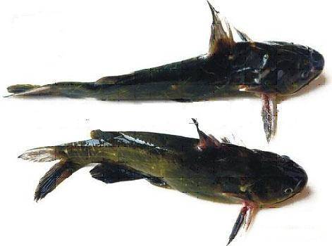 大量供应江西黄颡鱼苗黄鸭叫昂刺鱼水花和黄颡鱼豆腐汤的做法