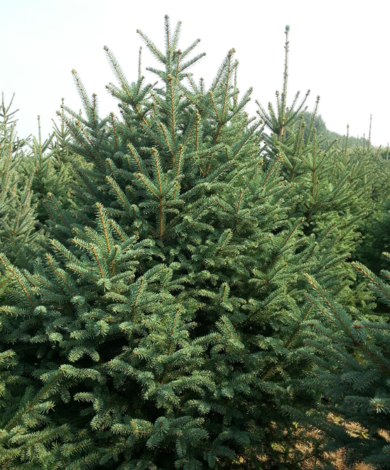 新疆常绿型2米3米4米5米云杉树 绿化苗木长年出售 前来考查量大从优 价格合适