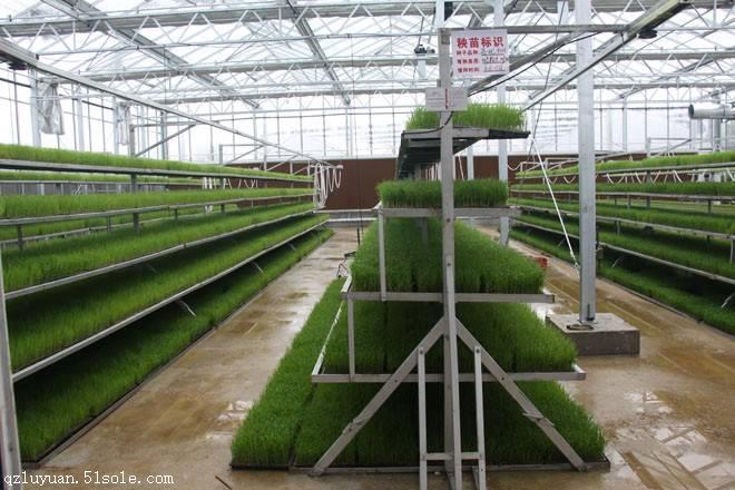 吉林延边高度自动化育苗玻璃温室大棚7000平,30cm抗雪建造厂家