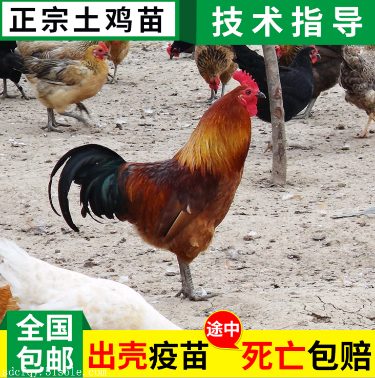 绿壳蛋鸡苗价格