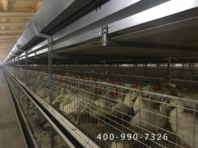   蛋鸭笼养设备咨询电话:400-990