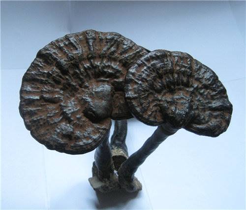 黑灵芝鉴定拍卖公司哪家好