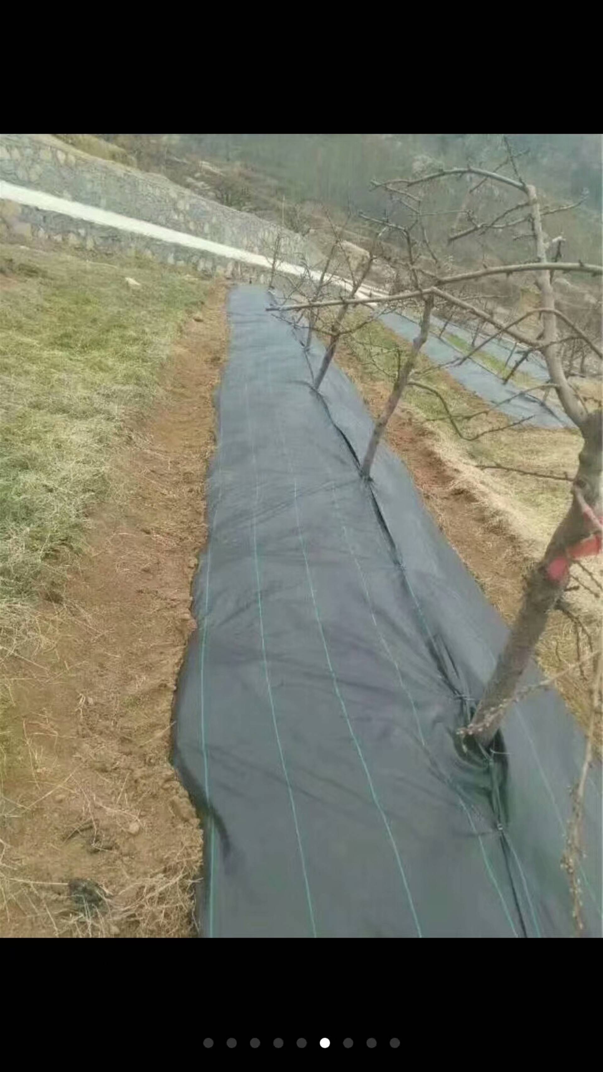 直銷好質量防草布.起到了防草.防紫外線的作用