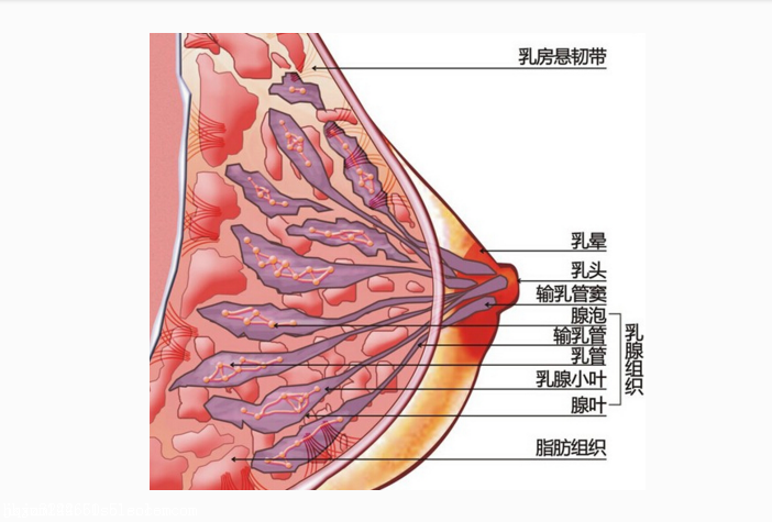 布满了大大小小的导管,有乳腺管,淋巴管,细小的血管,经络,这些导管在