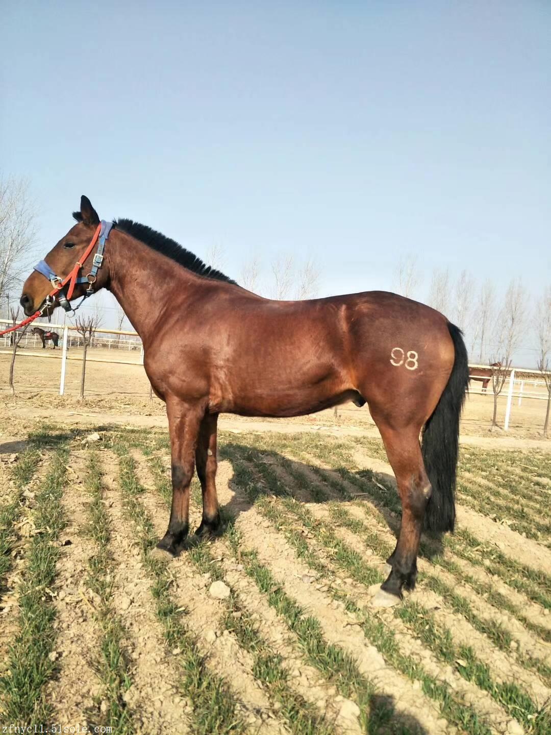 品种马 乘骑马价格 纯血马哪里有卖 养马场大量出售包送