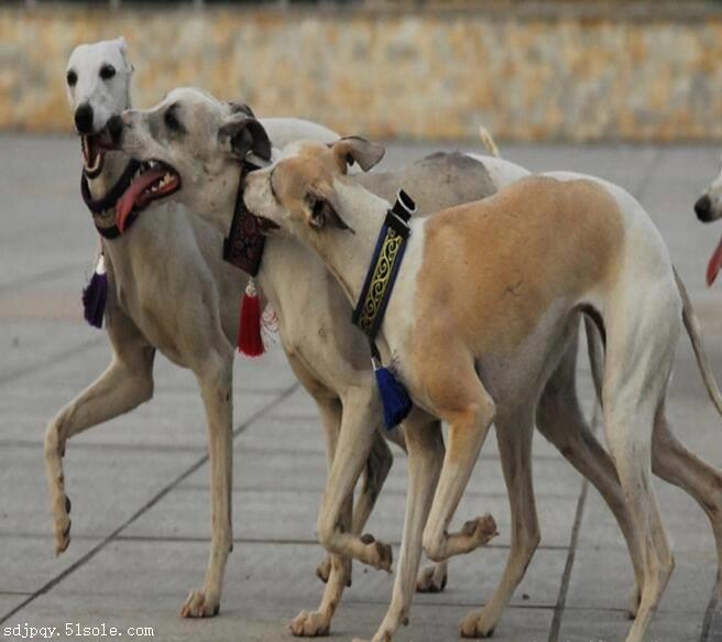 純種血統格力犬價格多少錢