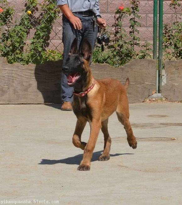 純血統三個月馬犬價格多少錢