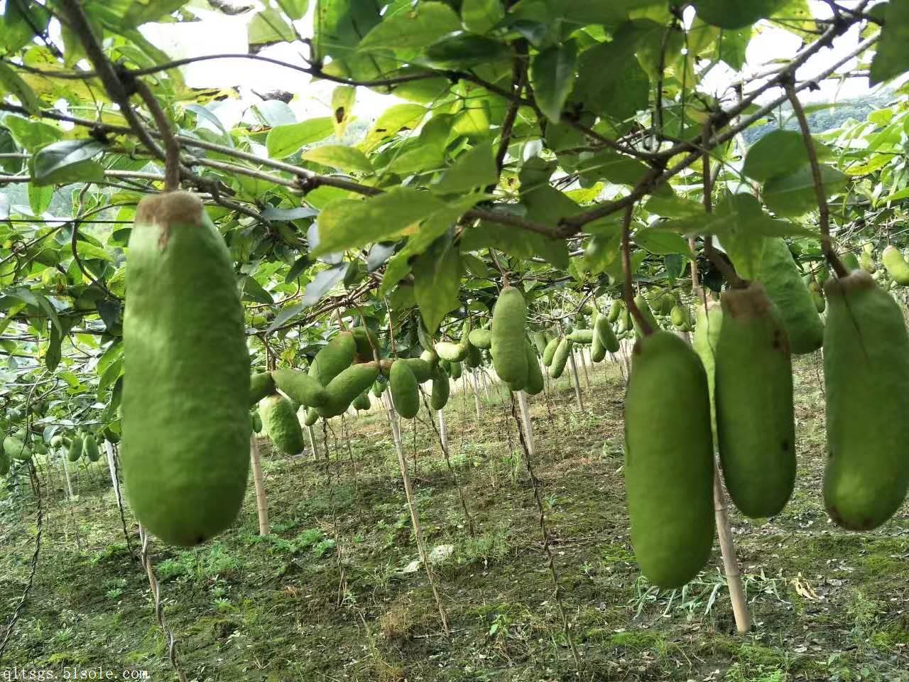 八月炸(野香蕉)三叶木通