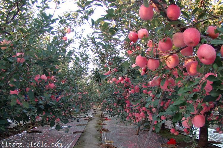 嫁接果苗红肉苹果盆栽地栽美化庭院