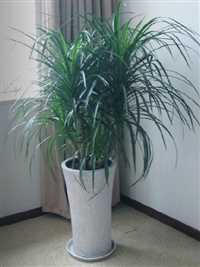 商场植物出租(商场植物租赁价格)