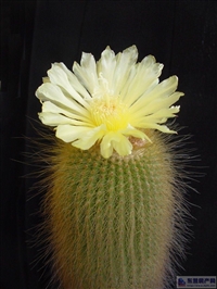 北京植物出租，花卉租摆公司