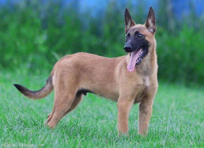 纯种的马犬多少钱一只