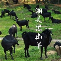湖南湘美黑山羊养殖基地  对湖北黄冈新手想养湘美黑山羊，不知如何下手的回复