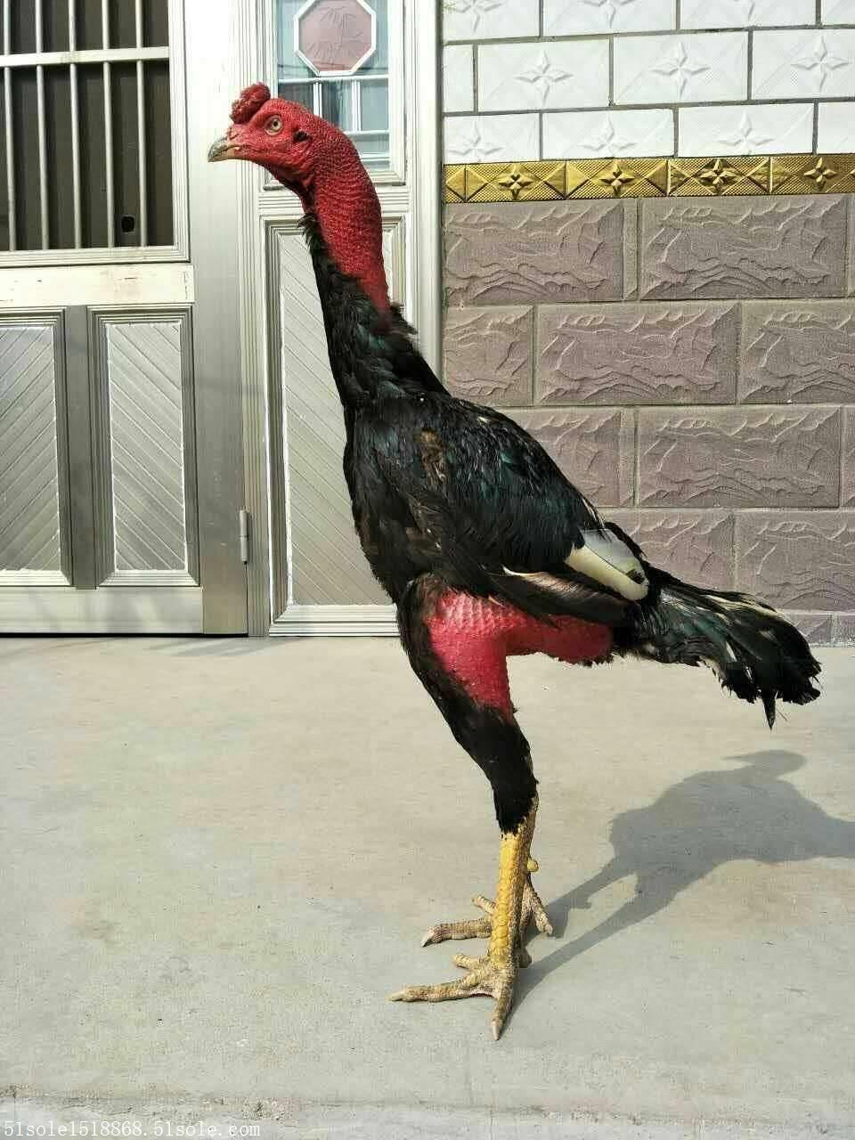 新疆哪里有卖斗鸡的 2斤的斗鸡多少钱