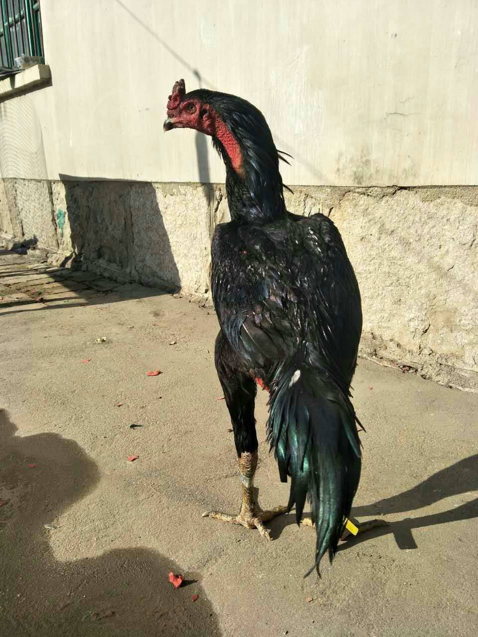 哪里有卖斗鸡苗的新疆斗鸡批发