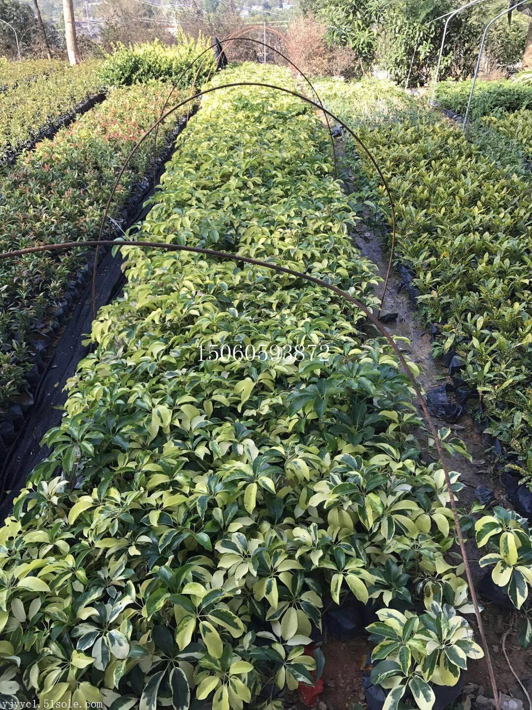 上海花叶鹅掌柴小苗批发,花叶鹅掌柴基地供应