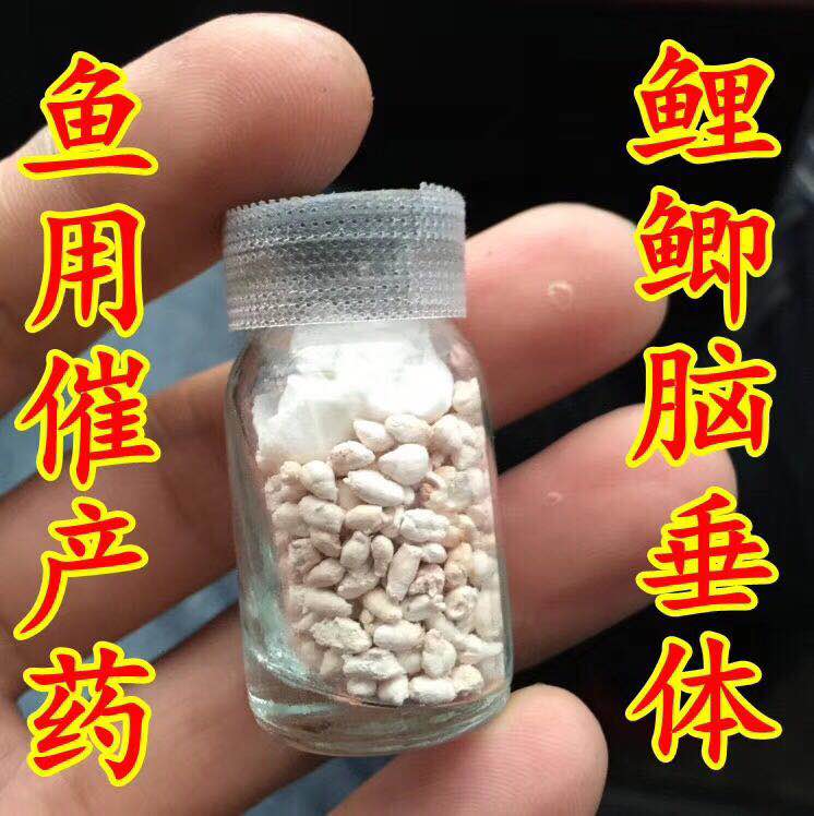 鲤鱼脑垂体