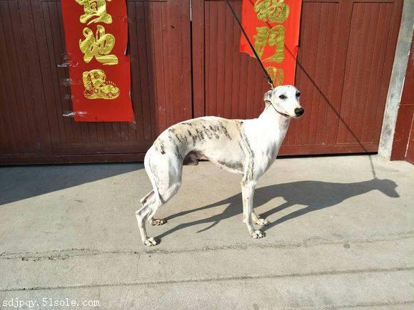 純種惠比特犬價格