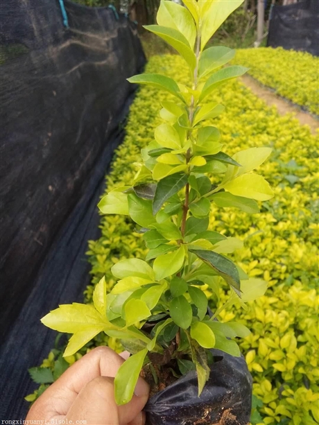 供应黄金叶袋苗小苗福建江西广东浙江湖南