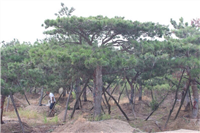 盆景造型油松价格  松柏类造型苗木供应 造型优美  形状繁多