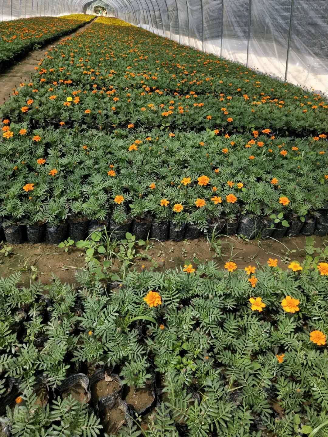 孔雀草的种植方法