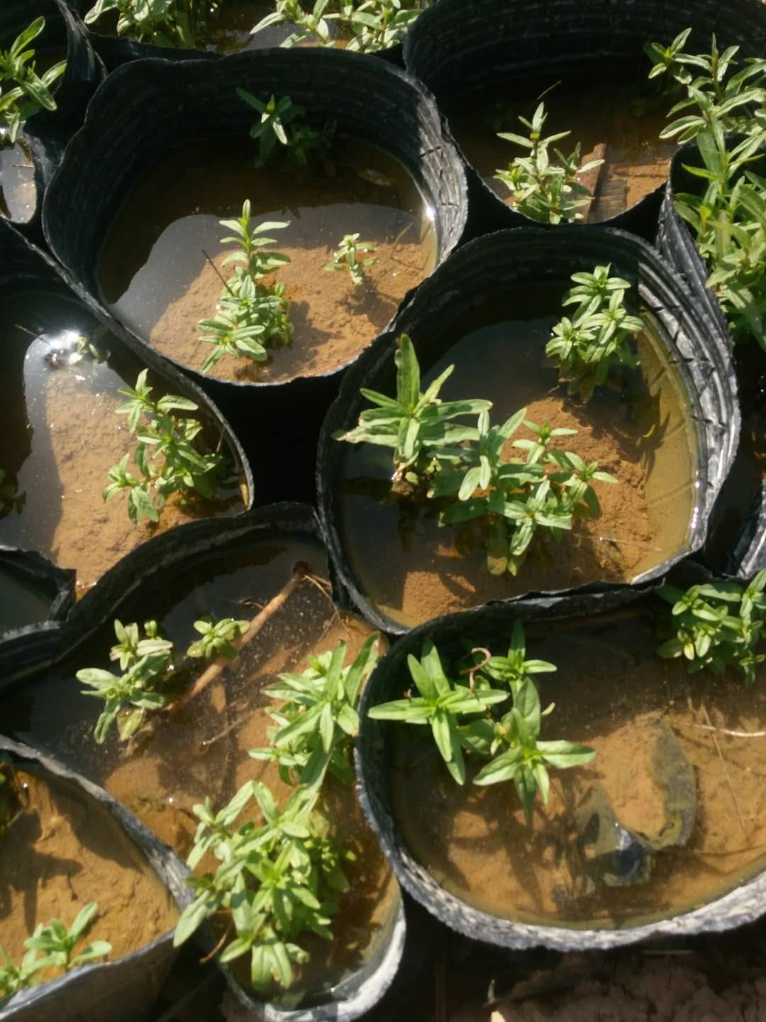 千屈菜种子价格