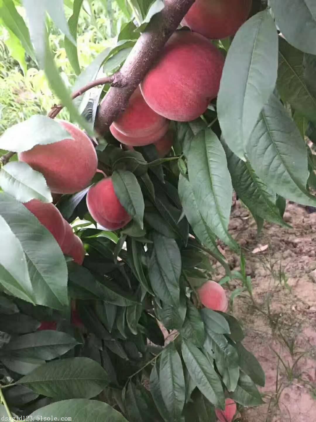 陕西毛桃上市,郑三毛桃上市价格,早熟毛桃批发