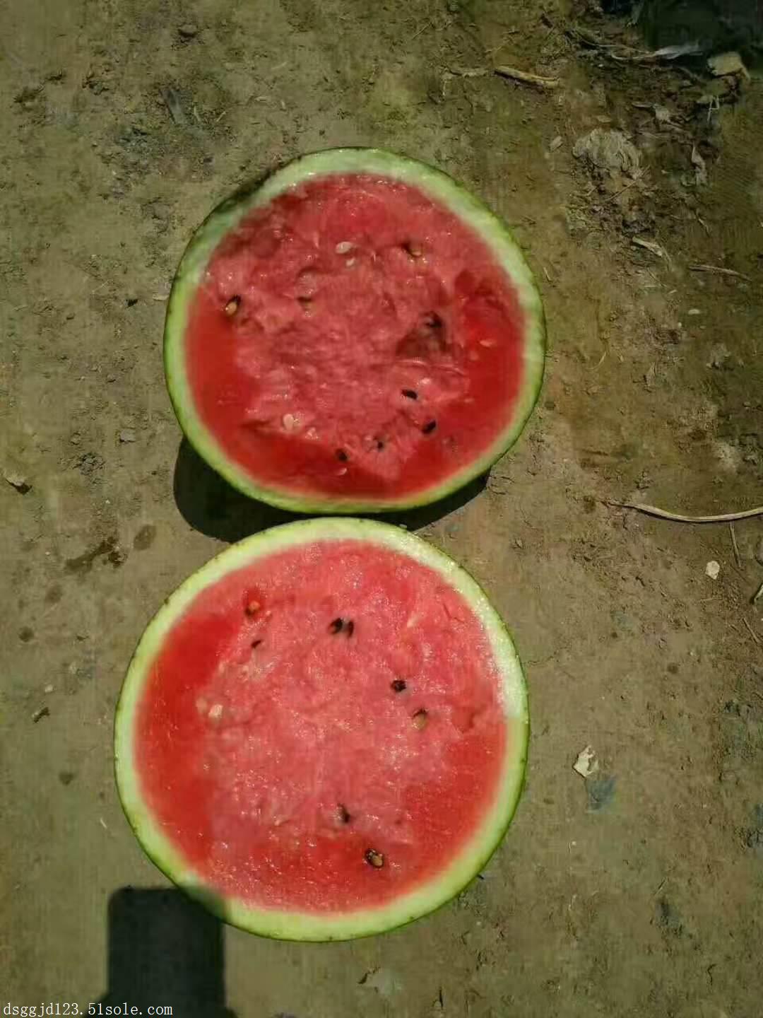 陕西西瓜行情,京欣西瓜产地价格,西瓜供应