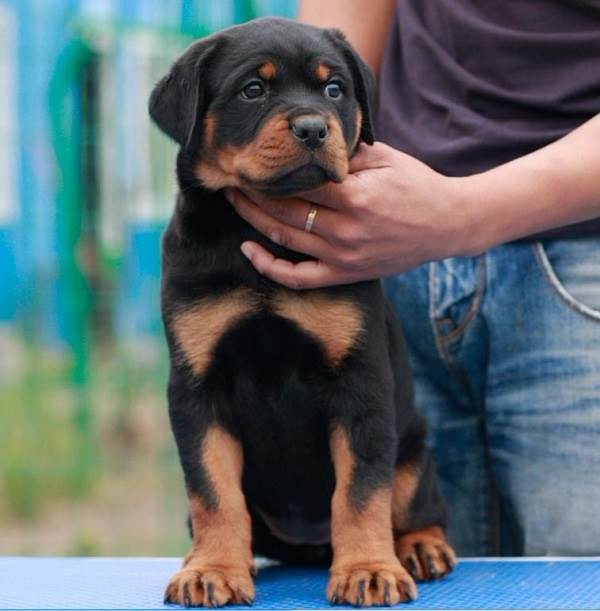 什么地方有卖罗威纳的罗威纳喂养要求