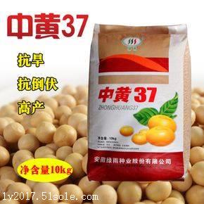 中黄1335363740高产稳产大豆黄豆豆种