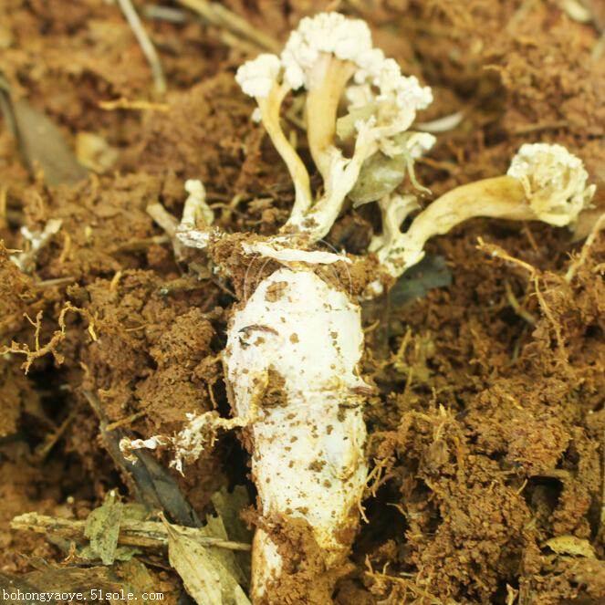 什么是金蝉花多少钱一斤