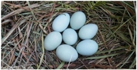 五黑绿壳蛋鸡几个月产蛋(绿壳蛋鸡几天下一个蛋)