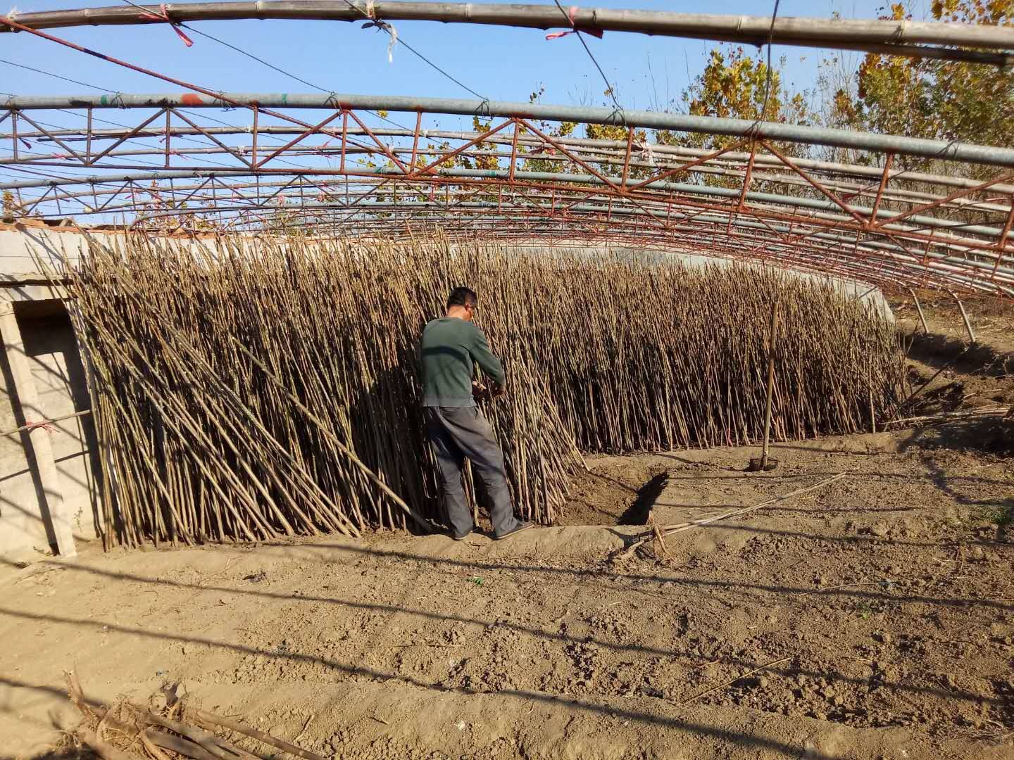 大棚香椿苗 大棚香椿苗基地 大棚香椿苗怎么种