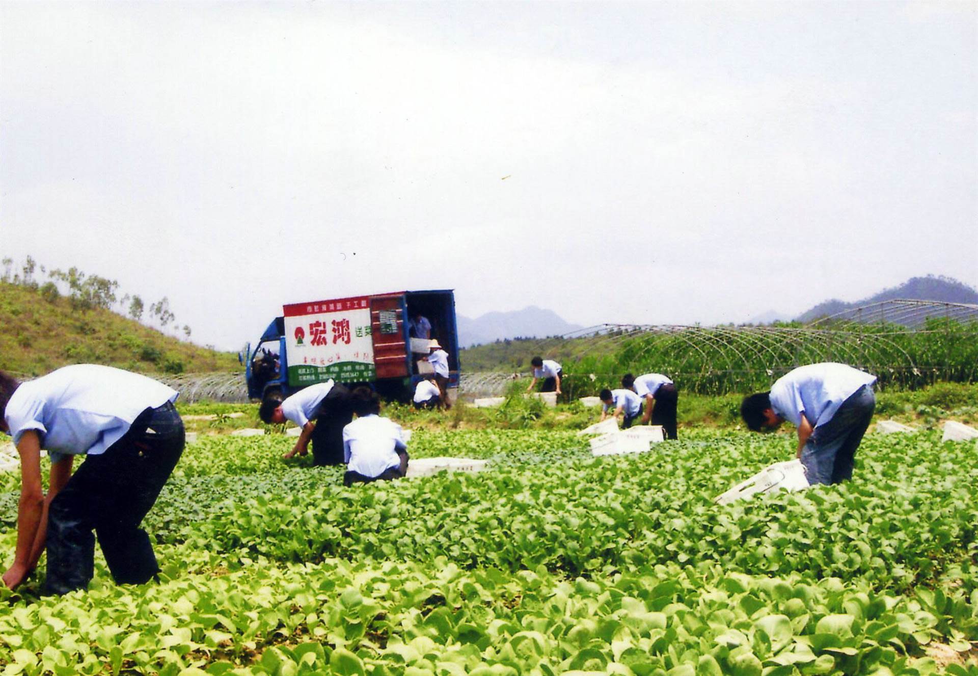 与配料 青菜 等级 无公害 宏鸿农产品集团有限公司是一家集农产品配送