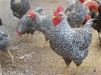 五黑绿壳蛋鸡的产蛋量(绿壳蛋鸡品种介绍)