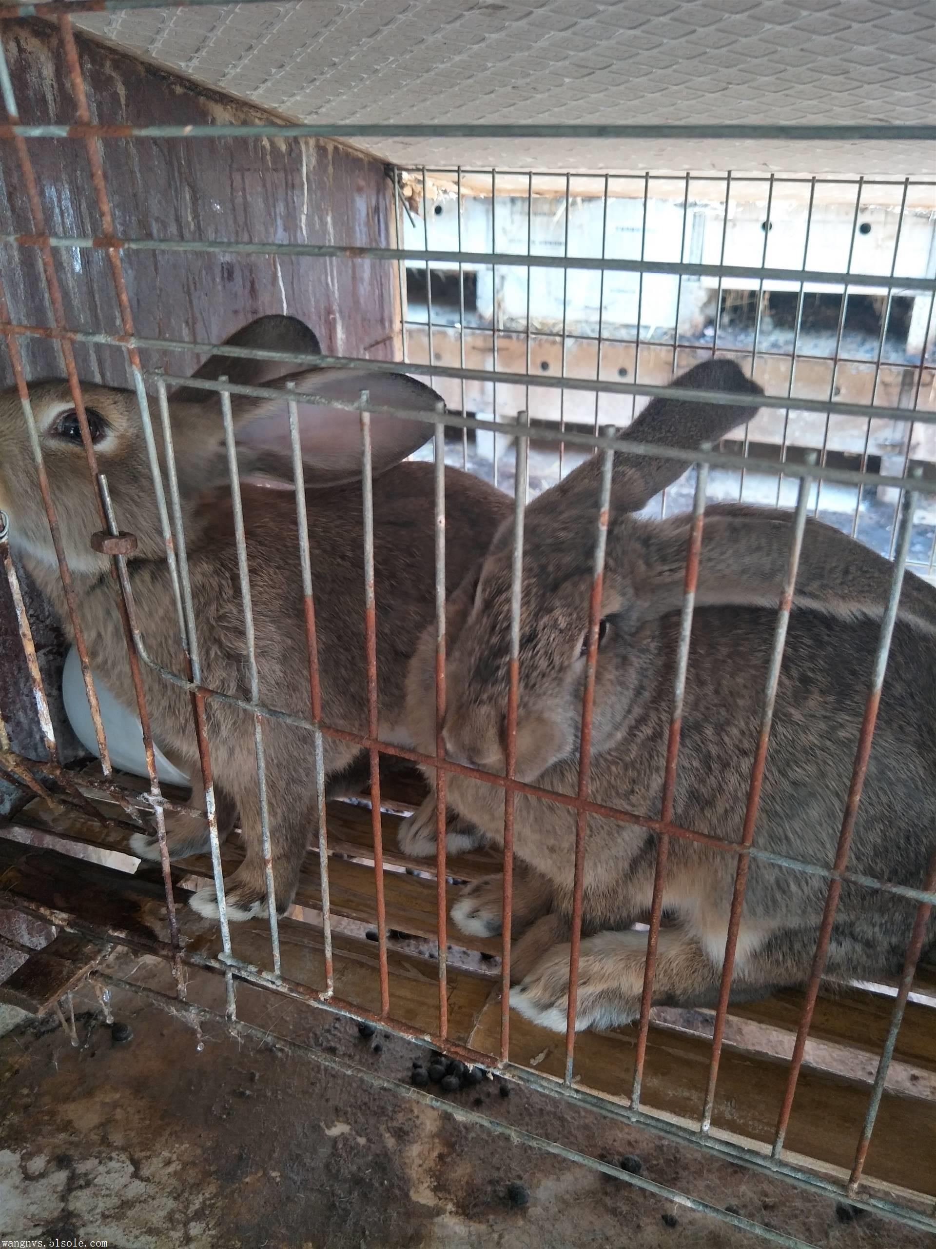 如何养殖兔子 养殖新西兰兔 比利时种兔一年收入多少钱