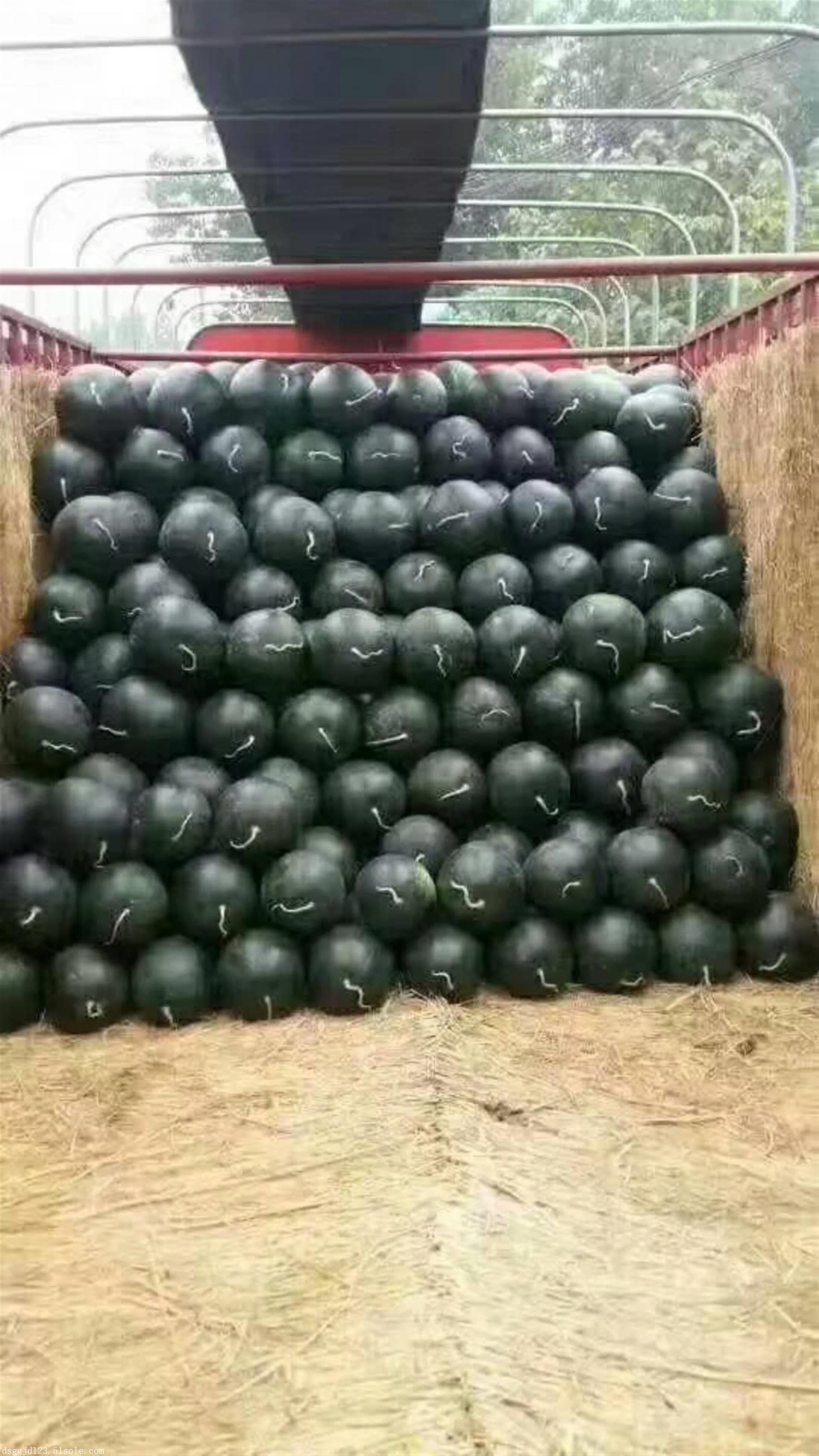 陕西黑无籽西瓜价格,小神童无籽西瓜批发价格